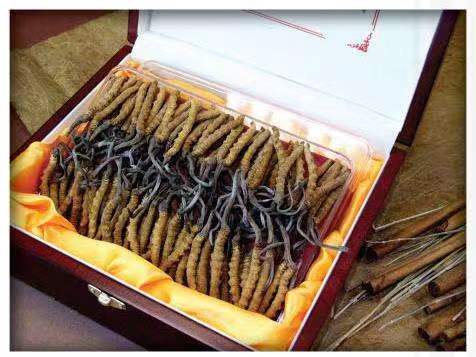 喜德冬虫夏草回收